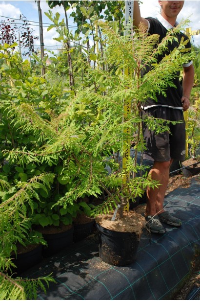 Сумах пухнастий / оленерогий Діссекта - 12л/вис.100-120см/Ø35-45см